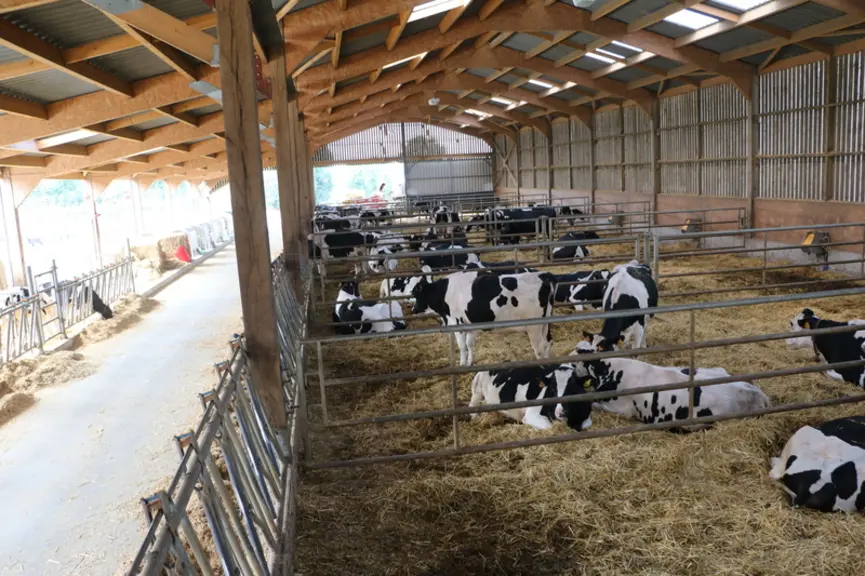 Au premier plan, la case de préparation au vêlage des génisses, puis les deux cases de préparation au vêlage des vaches. © A. Conté