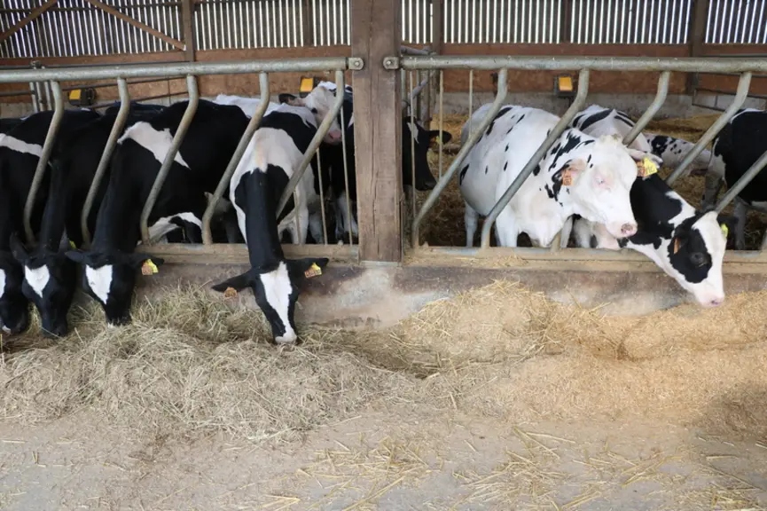 Quand les génisses passent en case collective, à 4 mois, elles continuent à recevoir pendant deux mois la même ration sèche (à droite), puis passent à la ration mélangée. Un stress à la fois ! © A. Conté