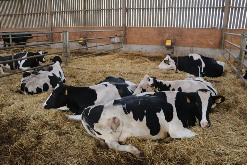 La ration des « préparations au vêlage » est celle des taries à volonté (en kg brut : paille blé 7, ensilage maïs 14, tourteau de colza huile inf. à 5
