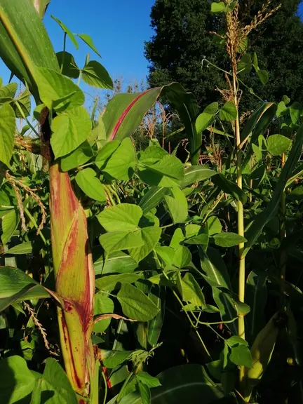 Une association maïs (80 à 90 000 grains/ha) et haricot rongaï (20 à 30 000 grains/ha – coût 100 €/ha) a été testée sur 3 hectares pour améliorer la t
