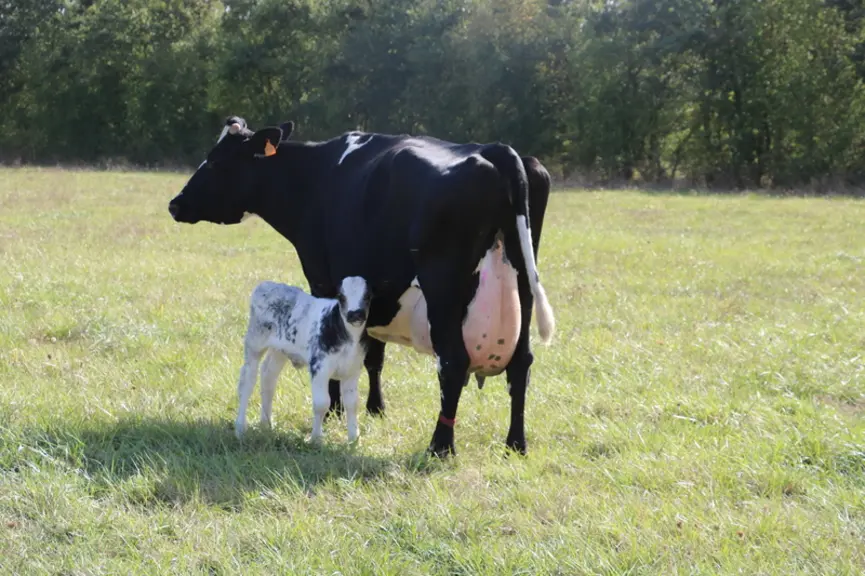 Les veaux restent quinze jours à trois semaines avec leur mère pour simplifier le travail. © G. Mechekour