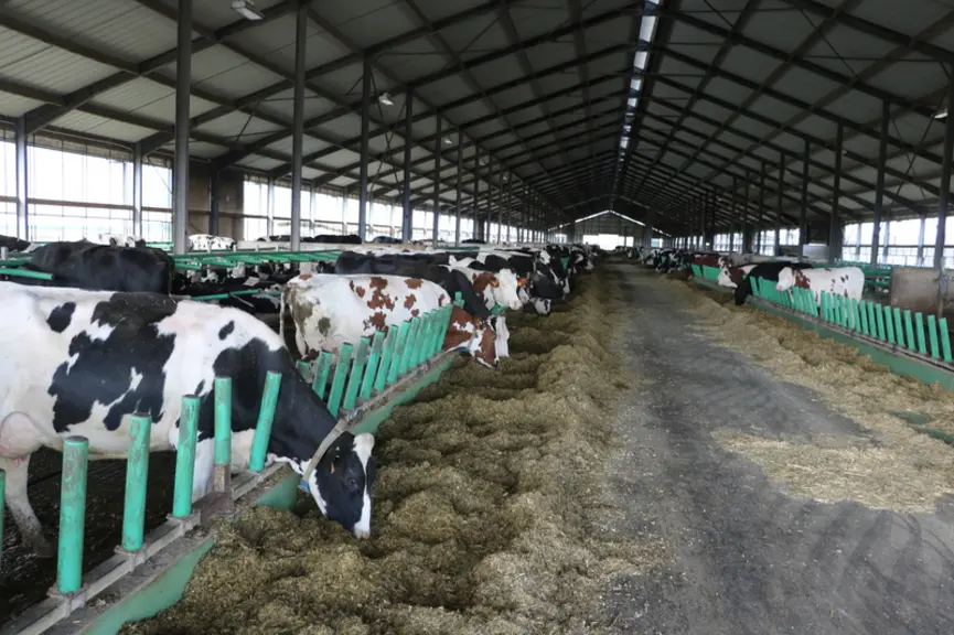 La stabulation des laitières comporte trois rangées de logettes de part et d’autre du couloir d’alimentation. De 234 m de long sur 37 m de large, elles subdivisée en six lots de 150 places. Un racleur automatique passe toutes les deux heures. © E. Bignon