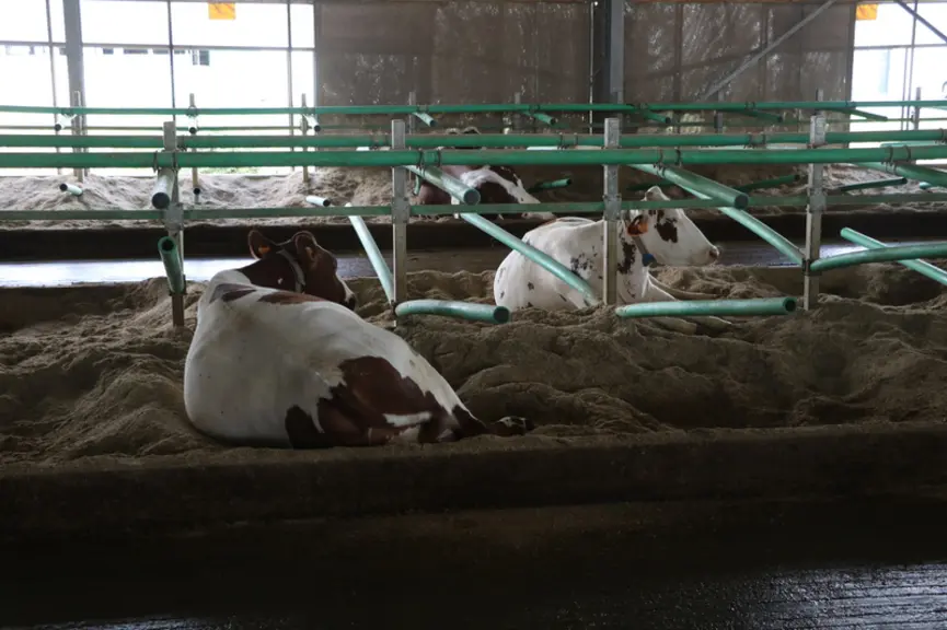 Les logettes creuses sont remplies d’un mélange de paille, de chaux et d’eau. Chaque vache dispose d’une logette « souple » équipée de barres en plast