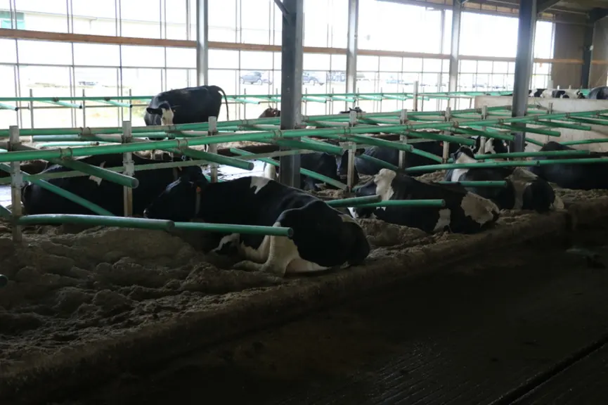 Les logettes creuses sont remplies d’un mélange de paille, de chaux et d’eau. Chaque vache dispose d’une logette « souple » équipée de barres en plast