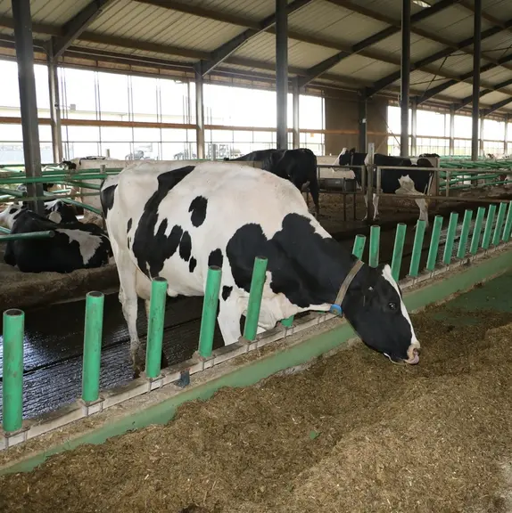 Pas de cornadis mais des tubes en plastique montés sur une longue pièce de fer inclinable jusqu’à 30° vers l’avant pour un meilleur accès au fourrage.