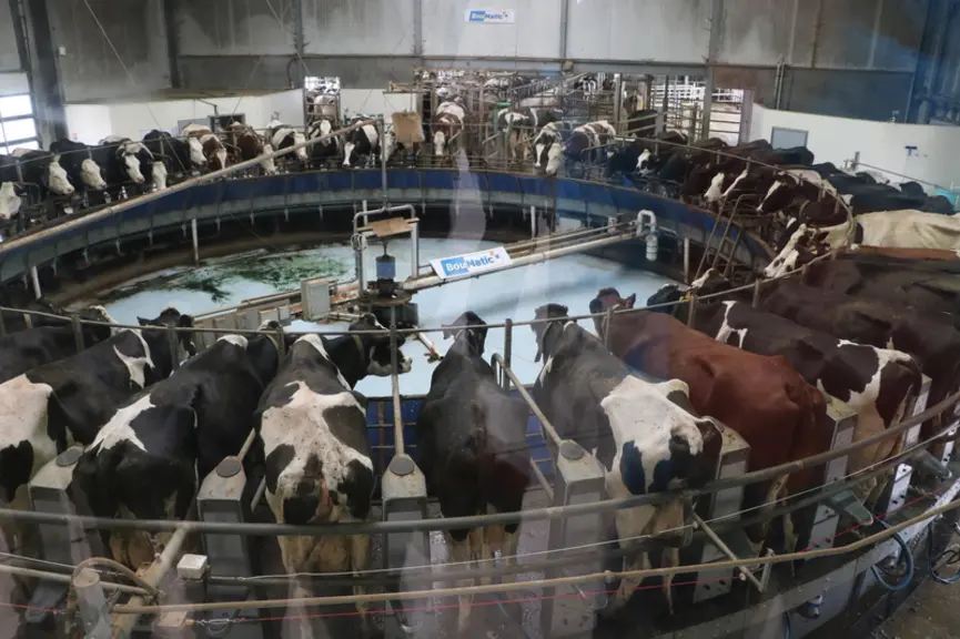 Le roto 50 places assure trois traites par jour au rythme de 240 vaches par heure. En sortie, il est possible d’orienter certaines vaches grâce à leur