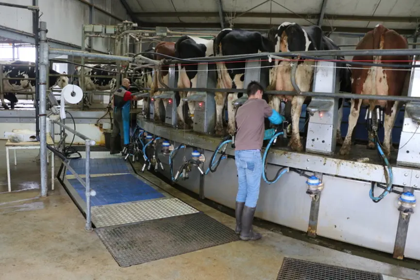 Quatre trayeurs, dont un chef d’équipe, sont présents à chaque traite (3 par jour, à 4h30, 12h, 19h45) : un qui amène et pousse les vaches, un qui tir