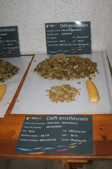 Selon les variétés de maïs, le niveau d’éclatement des grains a varié de 20 points d’IFG, (de 56 à 76) . © F. Mechekour