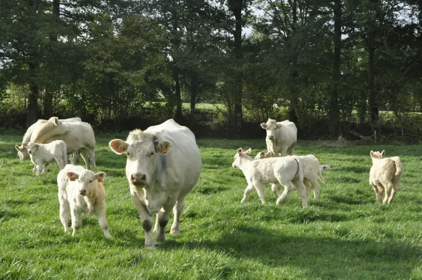 Les Charolaises valorisent des prés humides de mauvaise qualité et un site éloigné. © B. Griffoul
