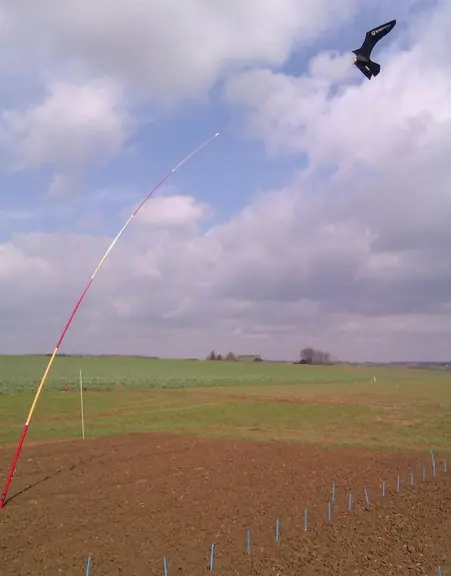 Les cerfs-volants simulent le vol d’un rapace. Mieux vaut les associer à d’autres types d’effaroucheur.  © Scarybird