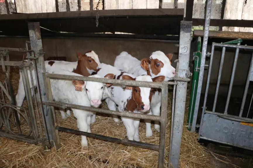 À 1 mois, les veaux passent à un repas par jour (4 l de lait entier), en six repas par semaine. Les éleveurs apprécient le Milkbar pour le gain de temps et les veaux salivent plus. © E. Bignon