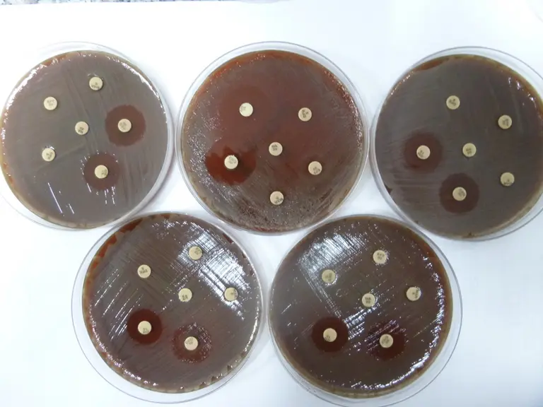 Antibiogramme montrant le même profil d'antibiorésistance de plusieurs souches. © O. Salat