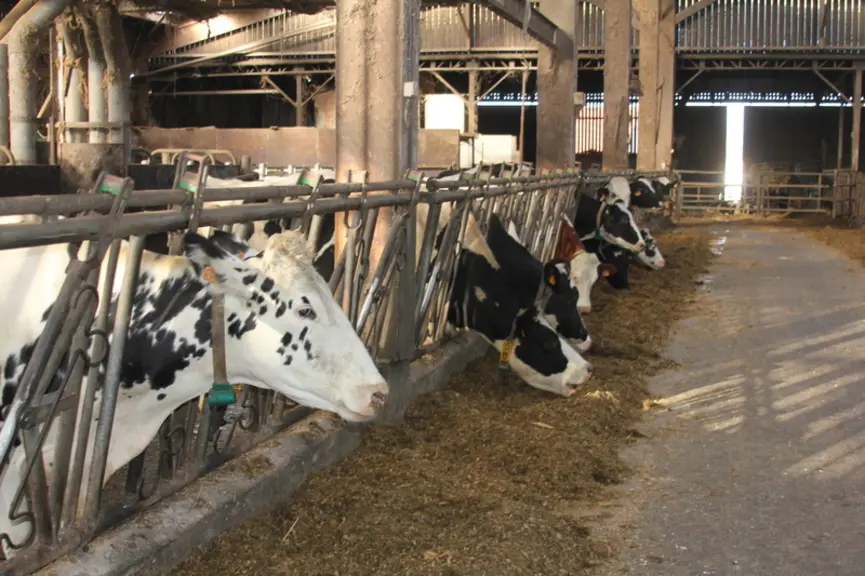 La ration des vaches se compose de 20 kg d’ensilage d’herbe, 30 kg d’ensilage de maïs, 16 kg de betterave (remplacée par de la pulpe surpressée en été), 2,7 kg de tourteau de soja et de tourteau tanné pour les vaches à plus de 30 l, 140 g de carbonate de calcium, 30 g de sel, 75 g de minéral et 55 g de bicarbonate de sodium. © F. Mechekour