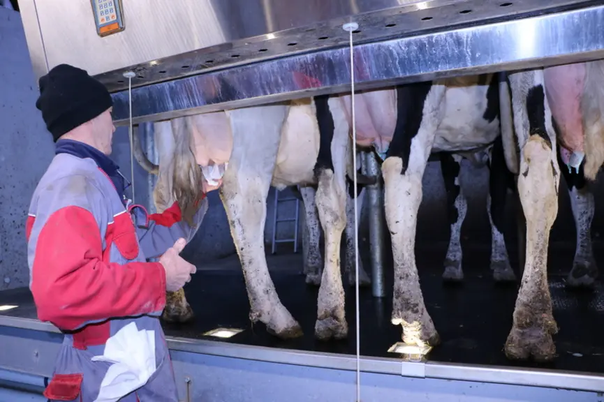 Des pratiques d'hygiène de traite intensives ne garantissent pas la qualité microbiologique du lait, notamment vis-à-vis des Stec. © C. Pruilh - archives