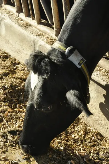 Les vaches sont équipées des colliers de détection de chaleur et de rumination Heatime (54 pour le troupeau), « très utiles en homéopathie pour intervenir au bon moment ». © B. Griffoul