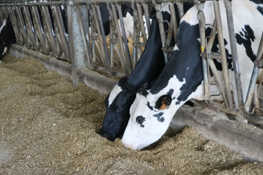 Le coût alimentaire rendu auge va jusqu'à prendre en compte l'éloignement des parcelles ou le coût du foncier.  © A. Conté