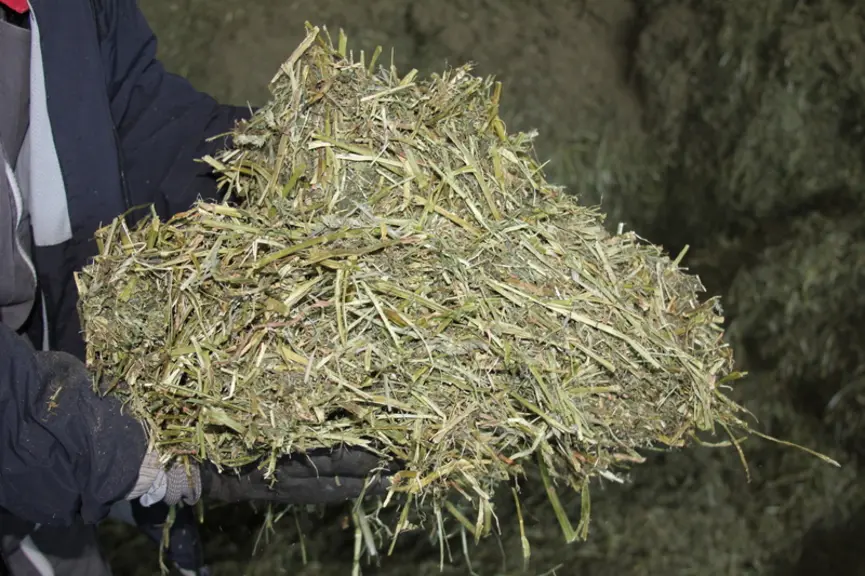 Au Gaec, la luzerne est récoltée quatre fois par an tous les 42 à 45 jours, pour obtenir un bon compromis entre teneur en MAT et en fibres digestibles