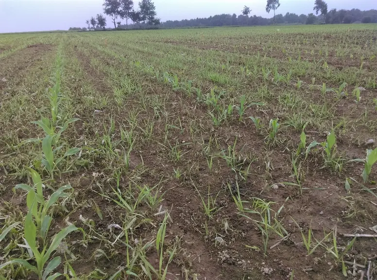 Le blé, l’orge ou le triticale semés avant le maïs attirent les taupins, et créent un leurre qui protège les plantules de maïs. L’avoine est déconseil
