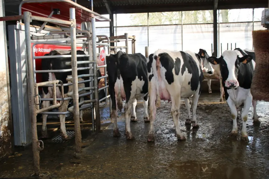  Le remplacement du robot Lely A2 par le A5 a permis de gagner 3 à 4 litres de lait par vache grâce à un gain de temps d’au moins une minute par vache et par traite. © F. Mechekour