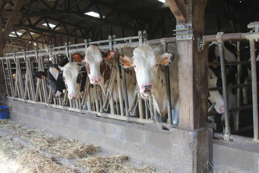 Les génisses vêlent en moyenne à 25,8 mois. En dehors de la saison de pâturage, elles consomment les refus de maïs des vaches, complétés par du foin.