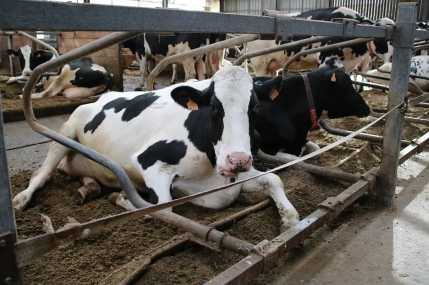 Ces logettes sont très confortables et les vaches très propres. © F.Mechekour