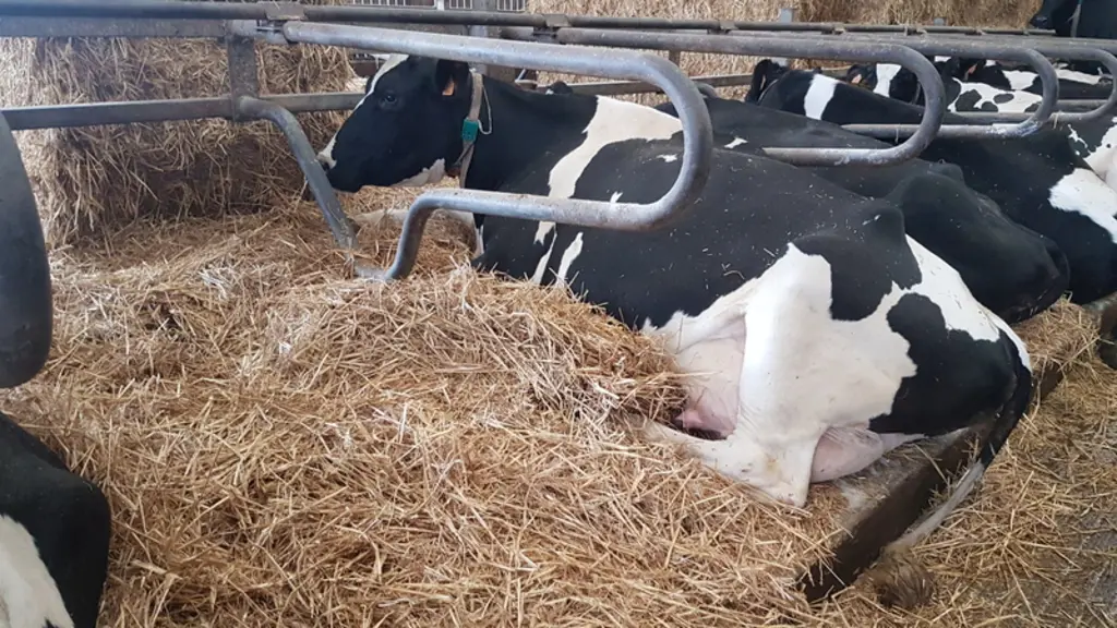 Les logettes sont paillées avec 4 kg de paille ce qui permet d’avoir un fumier mou qui se tient bien. © Gaec Héluard