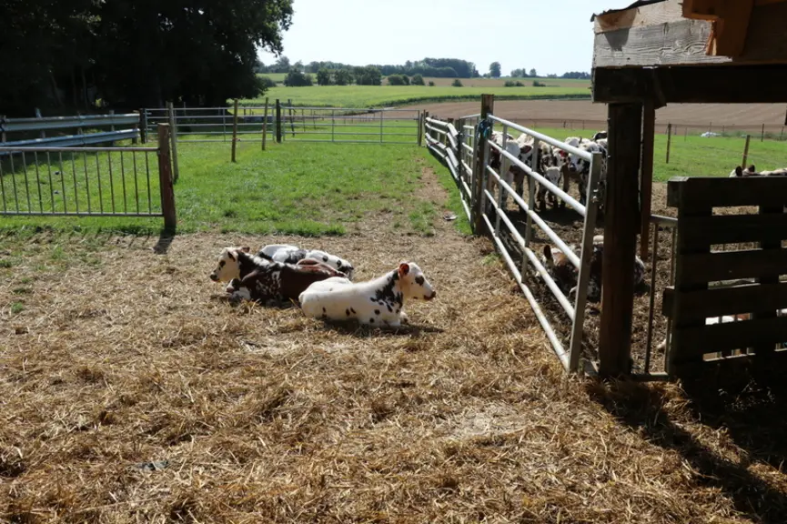 « Les petits veaux poussent bien à l’herbe. Nous sommes surpris de la quantité d’herbe qu’ils peuvent ingérer dès 3 semaines ! » © E. Bignon
