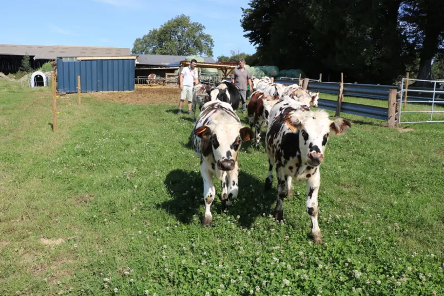 « Les petits veaux poussent bien à l’herbe. Nous sommes surpris de la quantité d’herbe qu’ils peuvent ingérer dès 3 semaines ! »