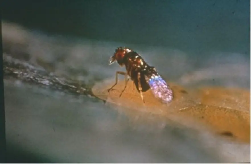 L'efficacité de la lutte par biocontrôle dépend du bon positionnement des trichogrammes, en début de vol des papillons. © Arvalis