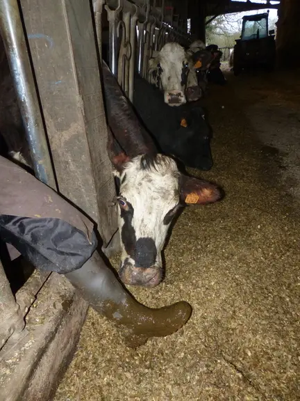 Comment contaminer la ration… © J.-M. Nicol