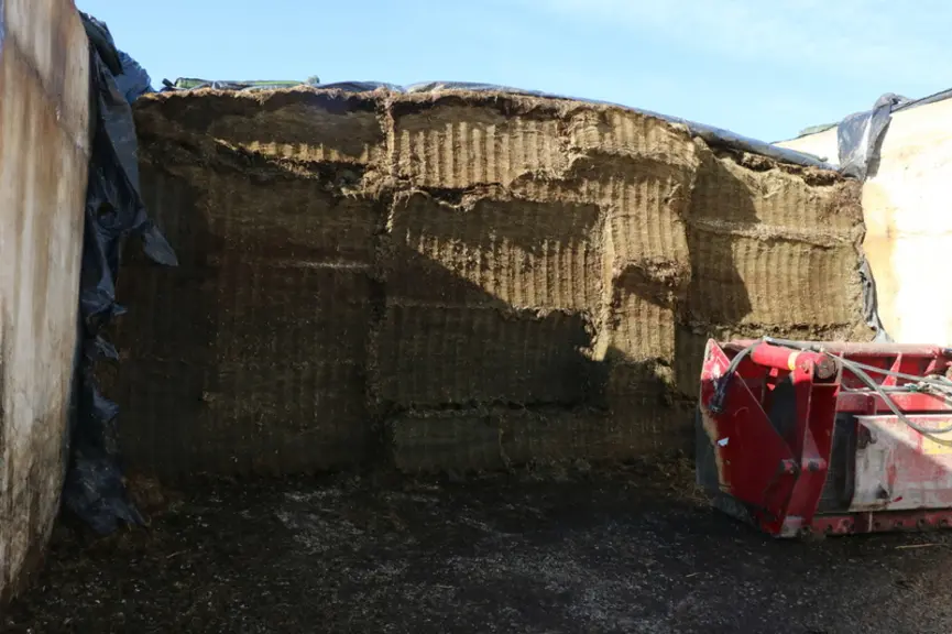 L’élevage dispose de trois silos à maïs et un d’herbe. Le maïs (irrigué) est coupé à 10 mm et haché net ; le grain est pulvérisé avec l’éclateur serré