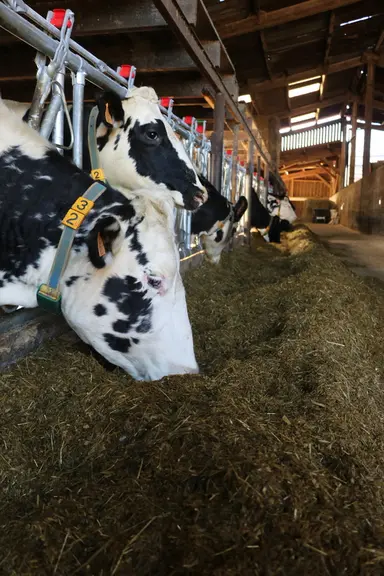 Les vaches reçoivent une ration à l’américaine, coupée fine, sans fibre piquante. Et pourtant elles ruminent ! La ration mélangée, équilibrée à 36 kg
