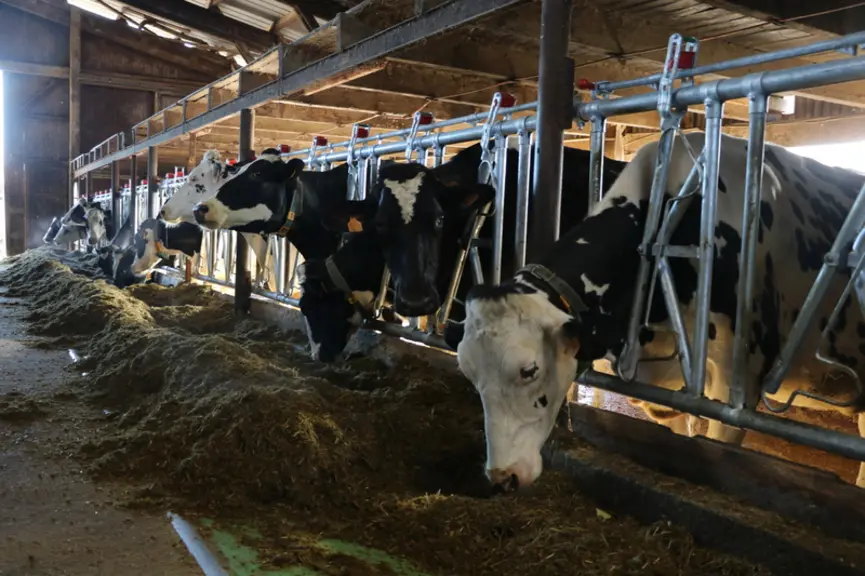 Les vaches reçoivent une ration à l’américaine, coupée fine, sans fibre piquante. Et pourtant elles ruminent ! La ration mélangée, équilibrée à 36 kg de lait, comprend 28 kg de maïs ensilage (35 % MS), 21 kg d’ensilage d’herbe (34 % MS), 1 kg de foin, 4,5 kg de correcteur azoté, 2 kg d’orge laminée, 300 g de CMV, 100 g de carbonate de calcium, 50 g de sel. Au DAC, les primipares ont 2 kg de tourteau tanné et 1,5 kg d’orge ; les multipares 2,5 kg ... © E. Bignon