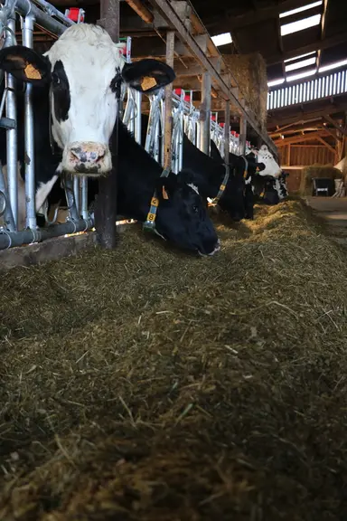 Les vaches reçoivent une ration à l’américaine, coupée fine, sans fibre piquante. Et pourtant elles ruminent ! La ration mélangée, équilibrée à 36 kg
