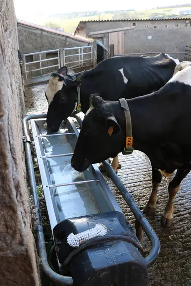 L’abreuvoir basculant à 5 places est lavé tous les jours. © E. Bignon