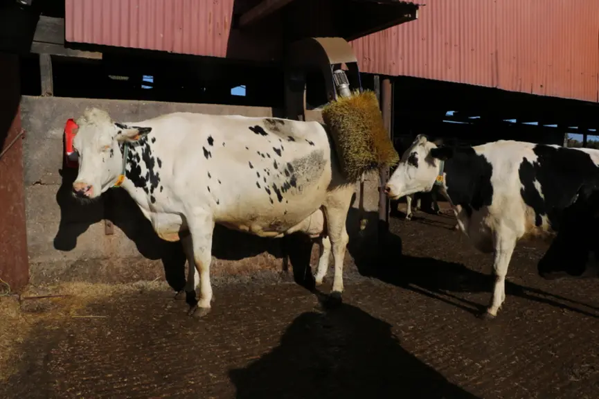 « La brosse, c’est l’ouvrier qui travaille le plus sur la ferme ! » © E. Bignon