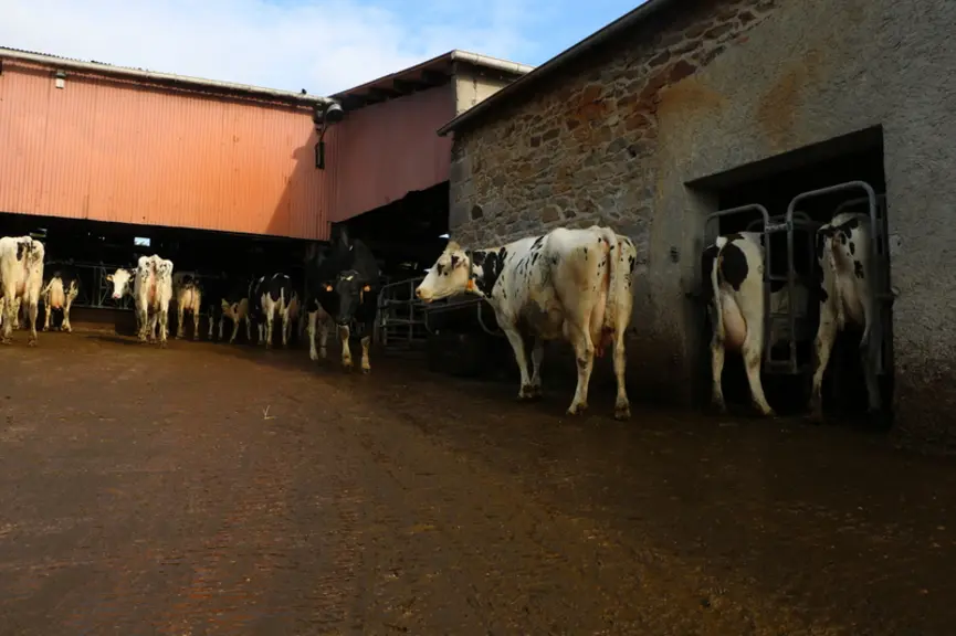 Le béton en pente permet l’évacuation des jus. Les pieds sont sains. L’élevage dispose d’une cage de parage pour intervenir rapidement en cas de boiterie. © E. Bignon