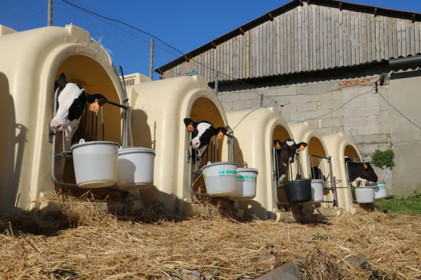 Les veaux ont de l’eau et du foin à volonté dès 3 jours. Ils reçoivent jusqu'à 8 litres de lait entier et sont sevrés à 3 mois. © E. Bignon