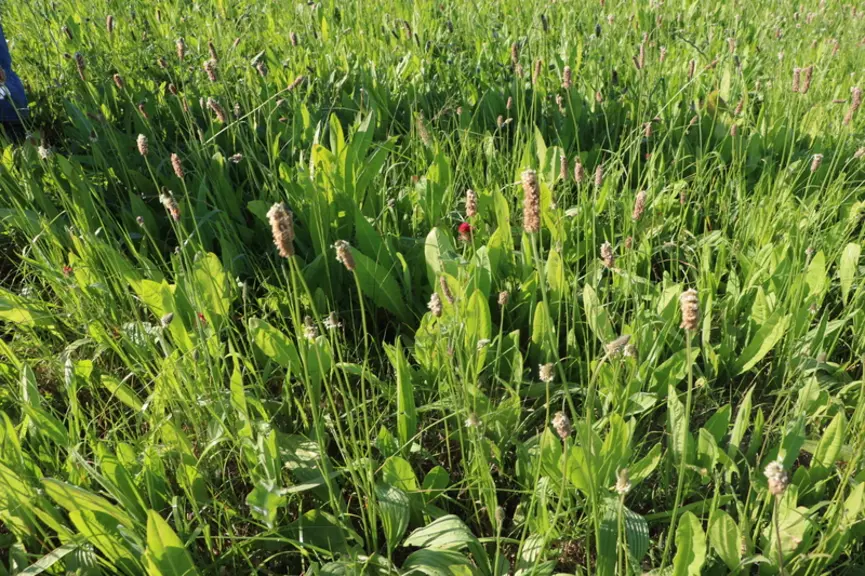 Prairie permanente fin mai rénovée à l’automne après un passage de sorgho. Celui-ci permet une meilleure implantation du sursemis.  © A. Conté