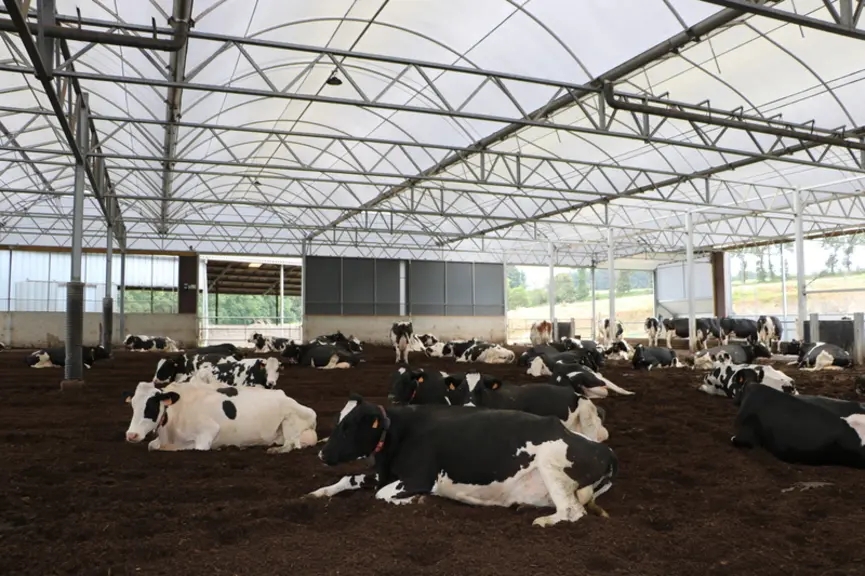 L'aire de couchage principale (1500 m2) est faite pour 100 vaches. La litière en copeaux de bois fait 35 cm d'épaisseur. © C. Pruilh