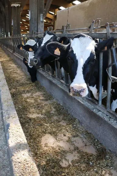 Le rebord maçonné évite d’avoir à repousser la ration. © E. Bignon