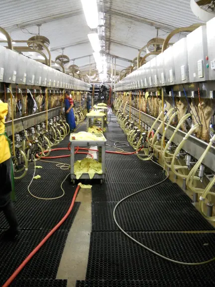 Dans un élevage du Midwest. © Idele