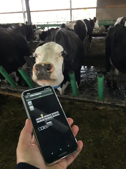 Des boucles auriculaires et des colliers permettent de géolocaliser les animaux dans un bâtiment. L'option est intéressante pour les grands troupeaux.