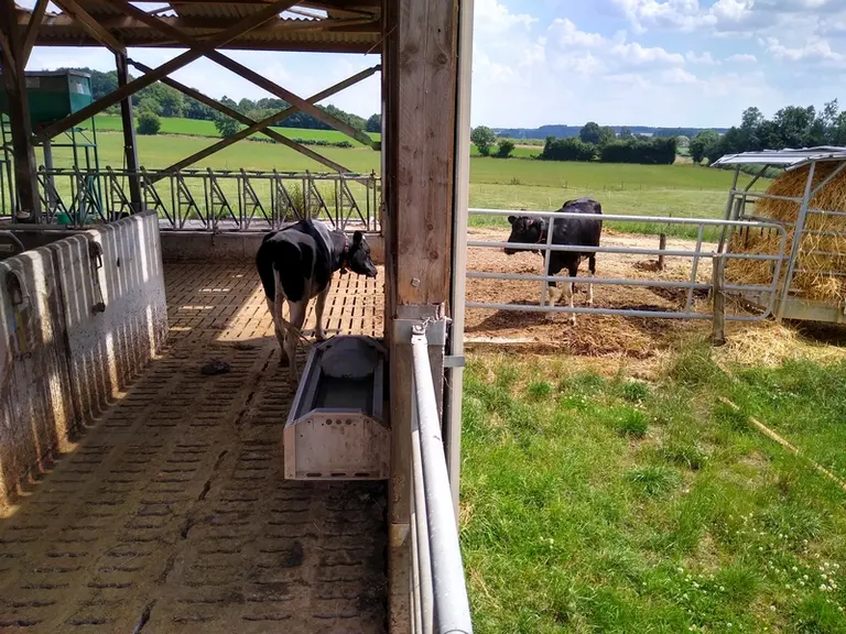 Le seul abreuvoir est dans le bâtiment. La porte donne sur une aire stabilisée avec des copeaux de bois pour passer d'un paddock à l'autre. © E. Bignon