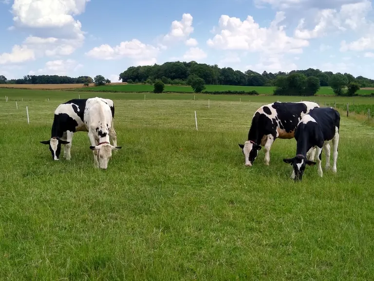 Les génisses de 12 à 16 mois affichent un GMQ de 1 kg au pâturage en période de pleine pousse.  © E. Bignon