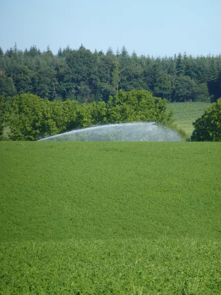 Dans la région, les élevages bio qui irriguent aujourd’hui leurs prairies étaient, avant leur conversion, dans un système irrigant avec du maïs.  © D.