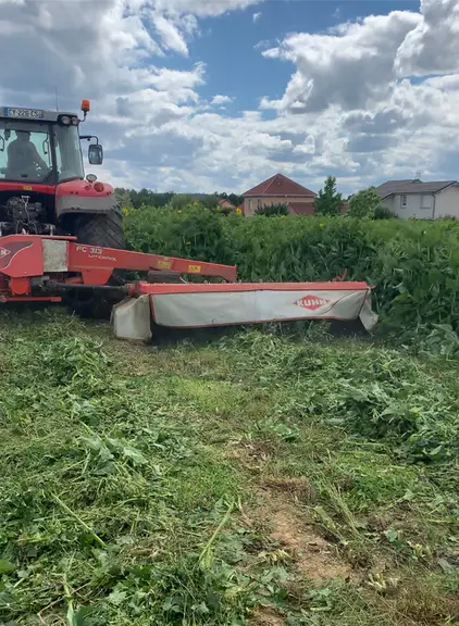 La silphie destinée à produire du fourrage est fauchée, puis préfanée pendant deux à trois jours avant d’être récoltée avec une ensileuse d’herbe. © S