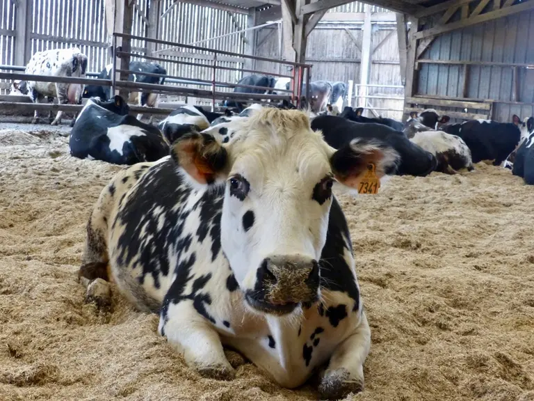 Les vaches restent très propres.  © DR