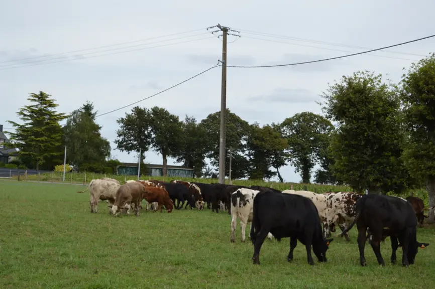 Des veaux laitiers croisés peuvent aussi être valorisés en jeunes bœufs abattus vers16-17 mois avec une conduite à l’herbe. Différents types génétique