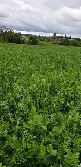 Le méteil d’hiver, composé de triticale, pois et vesce, a été semé début octobre et récolté précocément fin avril. © E. Bignon